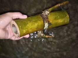 khasiat bambu tumpang sari
