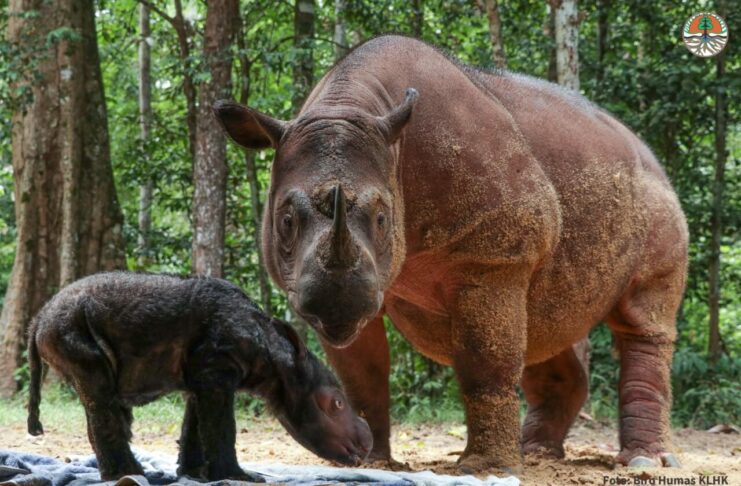 Bayi Badak Sumatera Bertambah Di TN Way Kambas 