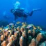 Destinasi Menyelam